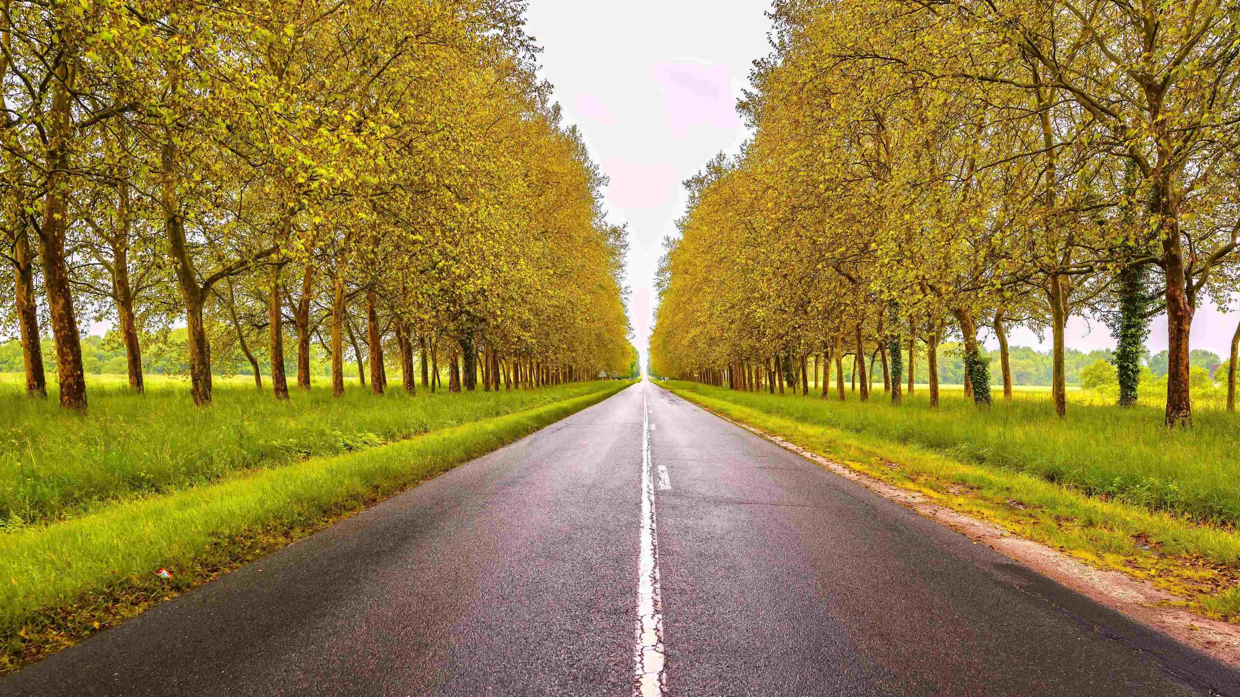 Pictures of an tree-lined avenue in the USA